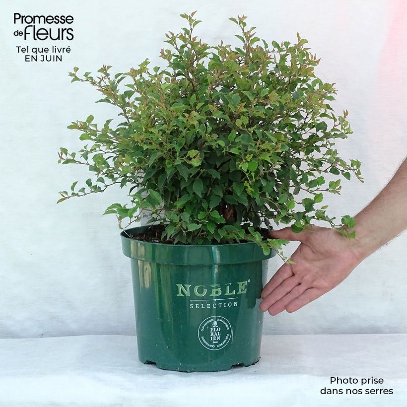 Exemplar von Fuji-Kirsche Kojo no mai - Prunus incisa Topf mit 7,5L/10L wie im Sommer geliefert