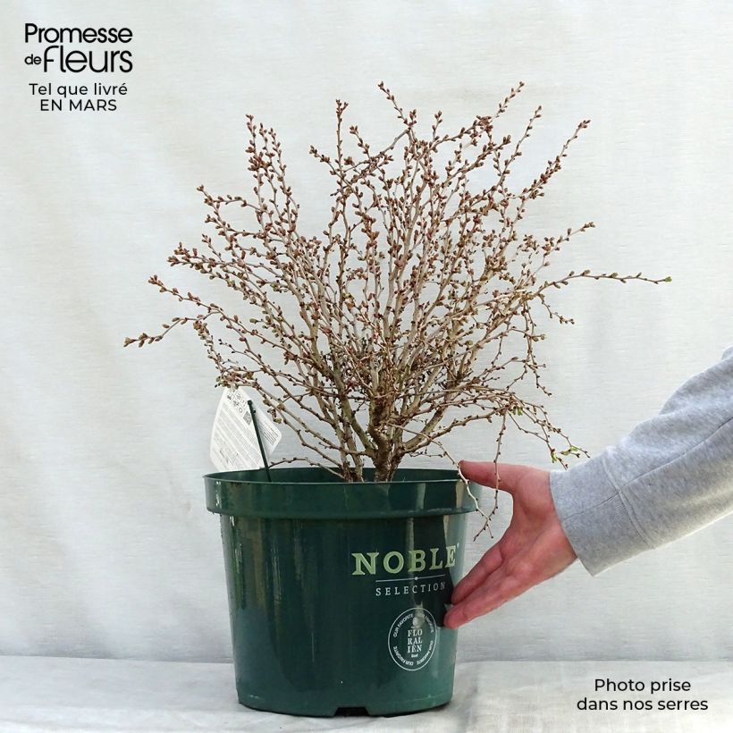 Exemplar von Fuji-Kirsche Kojo no mai - Prunus incisa Topf mit 7,5L/10L wie im Frühjahr geliefert