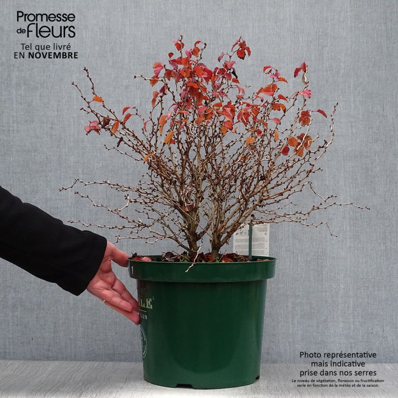 Exemplar von Fuji-Kirsche Kojo no mai - Prunus incisa Topf mit 7,5L/10L wie im Herbst geliefert
