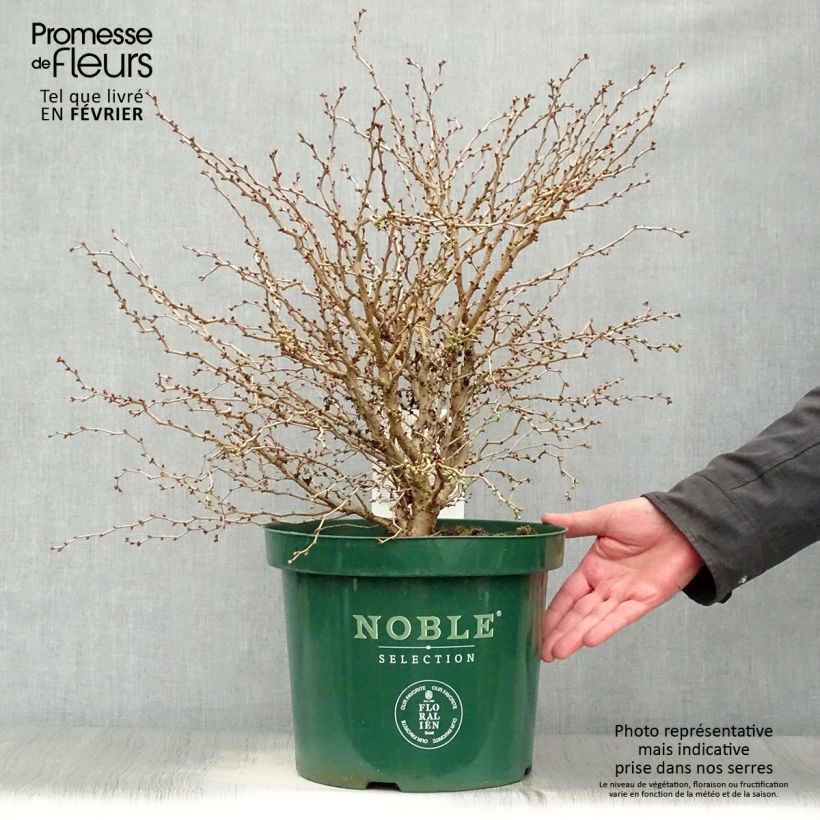 Exemplar von Fuji-Kirsche Kojo no mai - Prunus incisa Topf mit 7,5L/10L wie im Winter geliefert