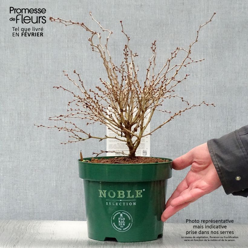 Exemplar von Fuji-Kirsche Kojo no mai - Prunus incisa Topf mit 2L/3L wie im Winter geliefert