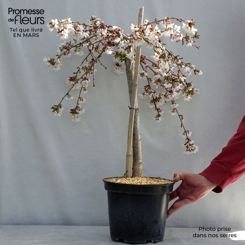 Exemplar von Zierkirsche Snow Fountains - Prunus Topf mit 7,5L/10L, Stamm wie im Frühjahr geliefert