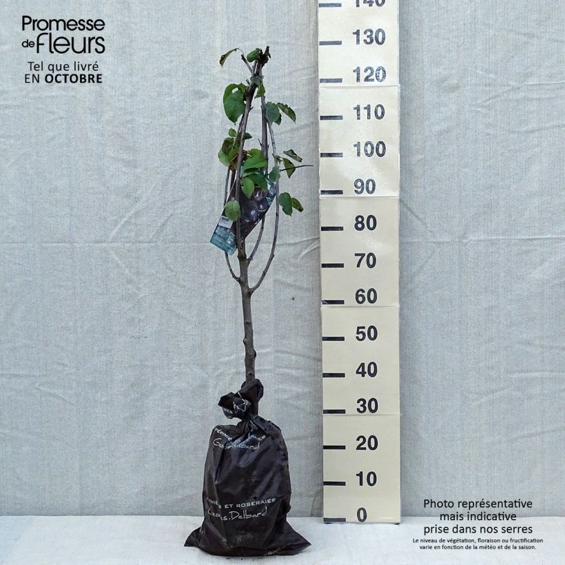 Exemplar von Süßkirsche Bigalise 'enjidel' - Prunus avium Plug "Fertig-zum-Pflanzen", Gobelet-Form wie im Herbst geliefert