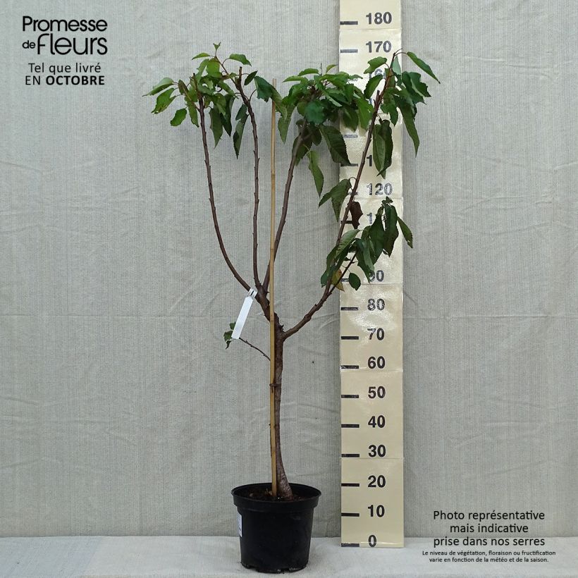 Exemplar von Süßkirsche Burlat - Prunus avium Topf mit 7,5L/10L, Gobelet-Form wie im Herbst geliefert