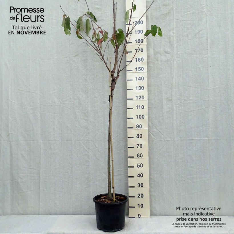 Exemplar von Süßkirsche Burlat - Prunus avium Topf mit 7,5L/10L, Halbstamm wie im Herbst geliefert