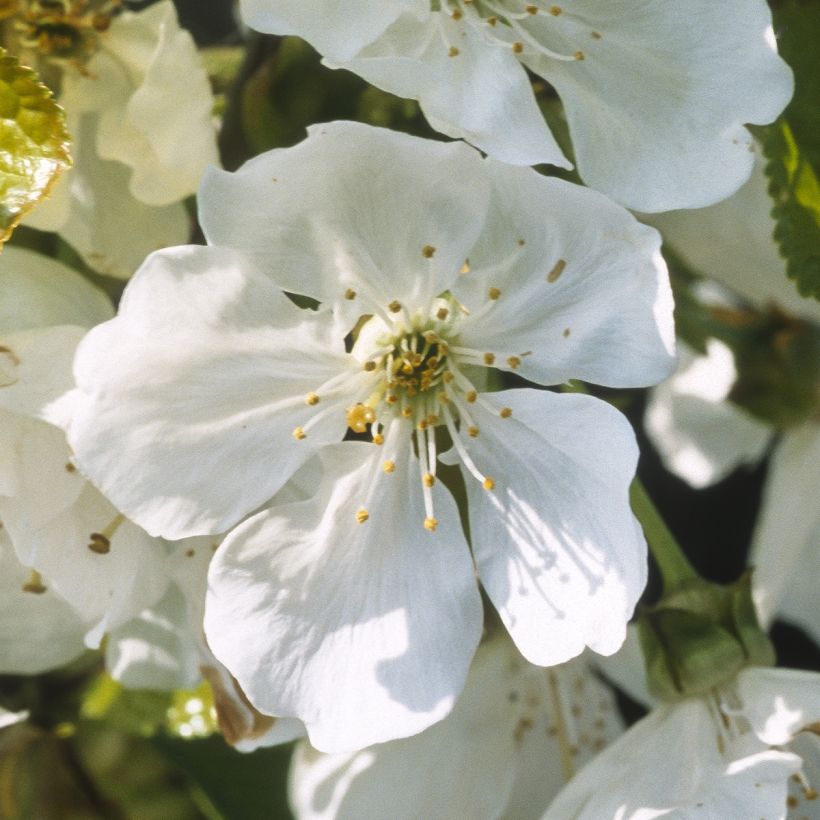 Süßkirsche Marmotte - Prunus avium (Blüte)