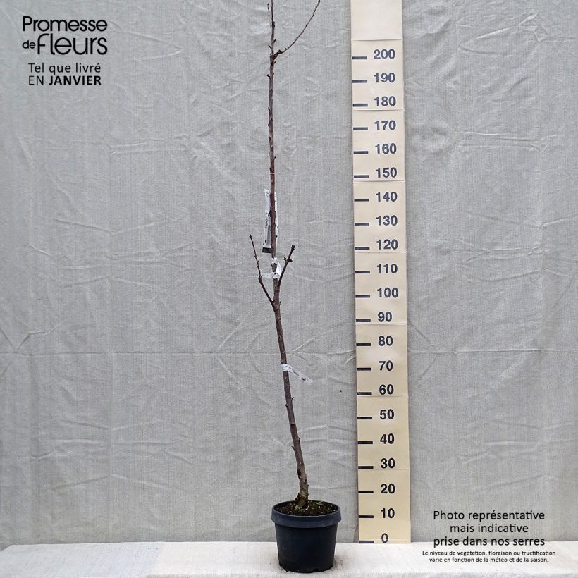 Exemplar von Sauerkirsche Shangai - Prunus cerasus Topf mit 6L/7L, Säulenförmig wie im Winter geliefert