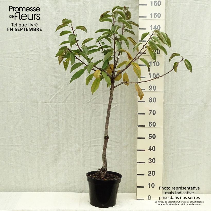 Exemplar von Süßkirsche Sylvia - Prunus avium Topf mit 7,5L/10L, Gobelet-Form wie im Herbst geliefert