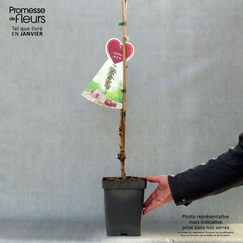 Exemplar von Süßkirsche Sylvia - Prunus avium Topf mit 4L/5L, Säulenförmig wie im Winter geliefert