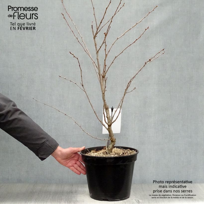 Exemplar von Zierkirsche Accolade - Prunus Topf mit 7,5L/10L wie im Winter geliefert