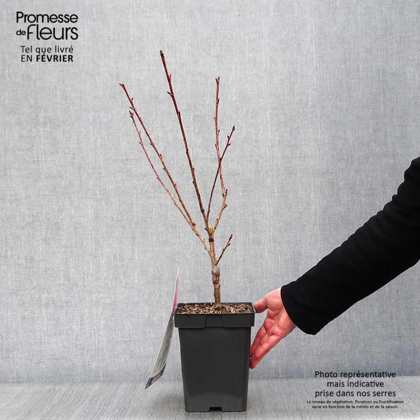 Exemplar von Zierkirsche Kanzan - Prunus serrulata Topf mit 4L/5L wie im Winter geliefert