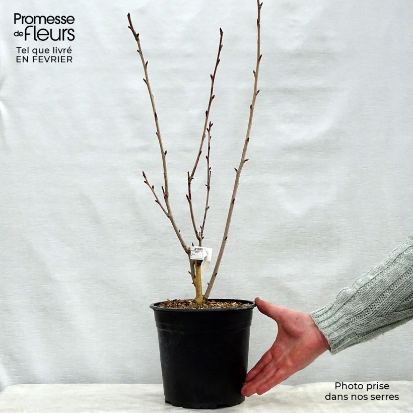 Exemplar von Zierkirsche Royal Burgundy - Prunus serrulata Topf mit 4L/5L wie im Winter geliefert
