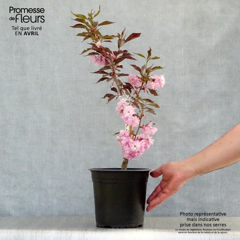 Exemplar von Zierkirsche Royal Burgundy - Prunus serrulata Topf mit 4L/5L wie im Frühjahr geliefert