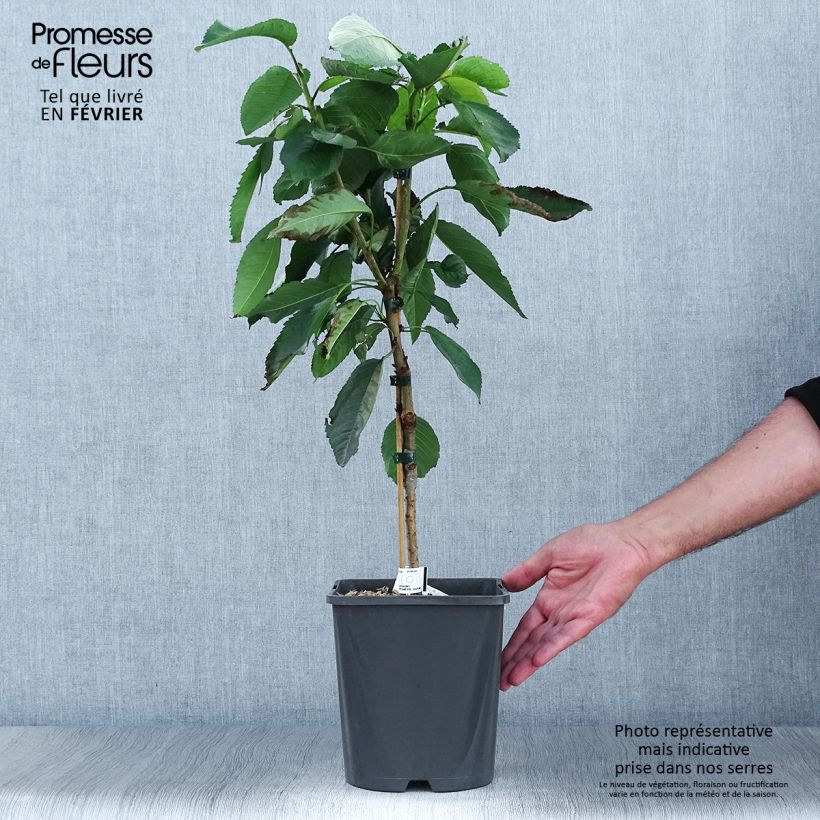 Exemplar von Sauerkirsche Fruit Me Cherry Me - Prunus cerasus Topf mit 4L/5L, Zwergform wie im Herbst geliefert
