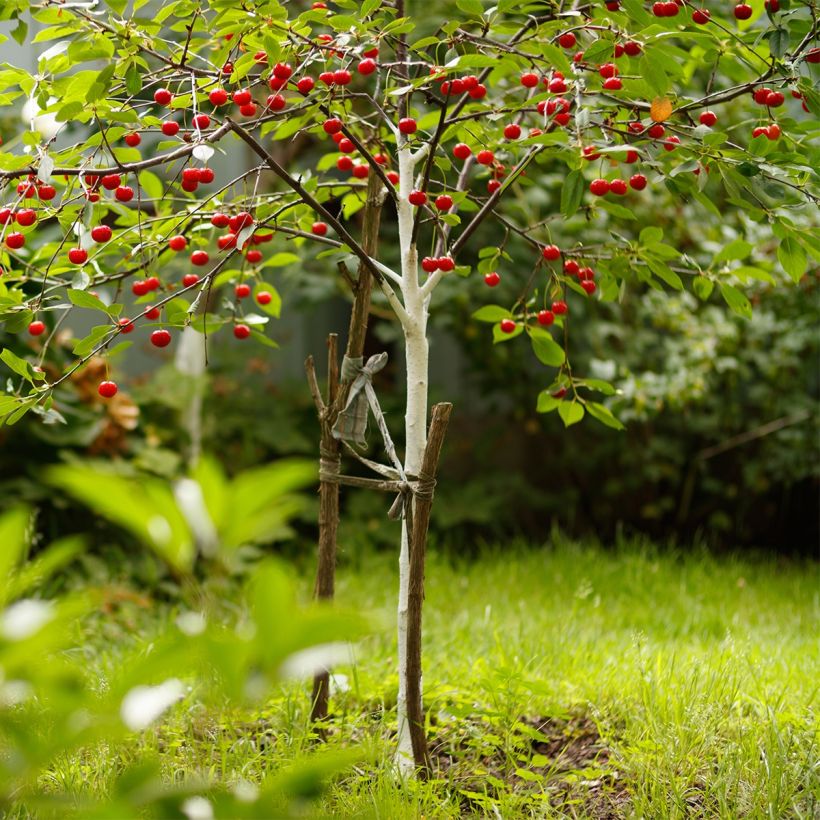 Sauerkirsche Fruit Me Cherry Me - Prunus cerasus (Hafen)