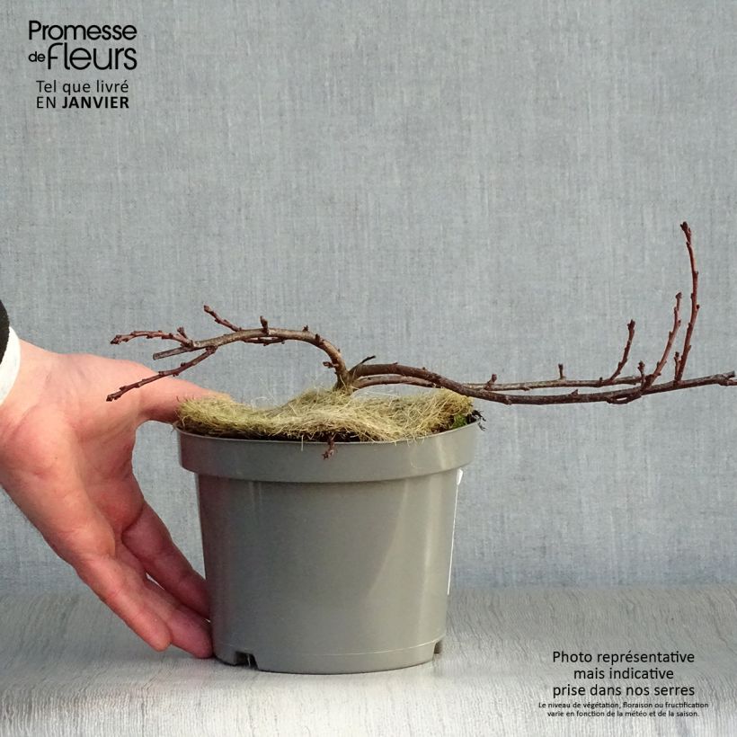 Exemplar von Zierpfirsich Depressa - Prunus pumila Topf mit 2L/3L wie im Winter geliefert