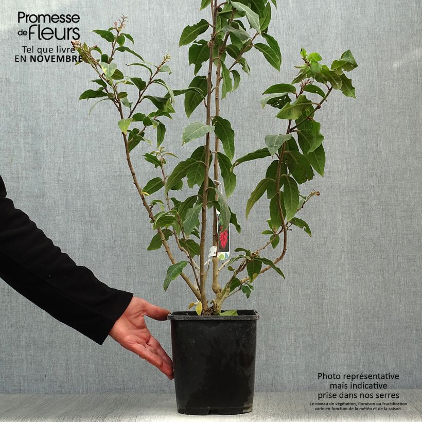 Exemplar von Cestrum elegans Rubrum - Hammerstrauch Topf mit 4L/5L wie im Herbst geliefert