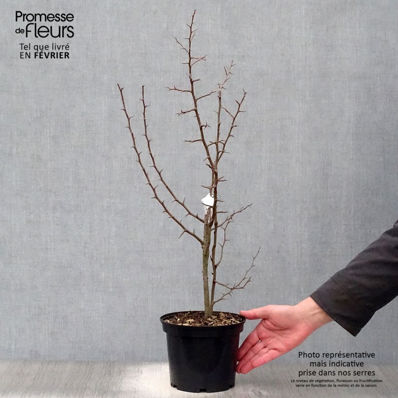 Exemplar von Chaenomeles cathayensis - Großfrüchtige Zierquitte Topf mit 3L/4L wie im Winter geliefert