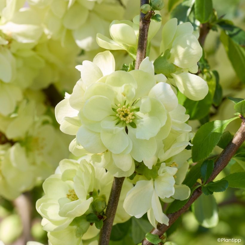 Zierquitte Lemon Sorbet - Chaenomeles speciosa  (Blüte)