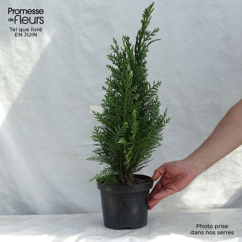 Exemplar von Chamaecyparis lawsoniana Alumii Topf mit 3L/4L wie im Sommer geliefert