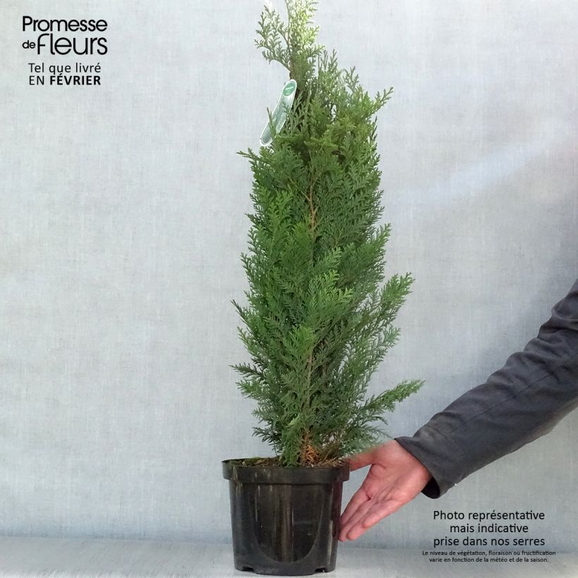 Exemplar von Chamaecyparis lawsoniana Columnaris Topf mit 4L/5L wie im Winter geliefert