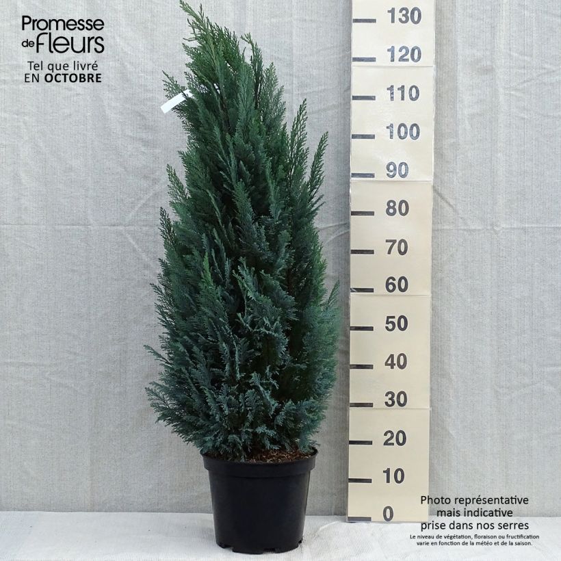 Exemplar von Chamaecyparis lawsoniana Elwoodii Topf mit 7,5L/10L wie im Herbst geliefert
