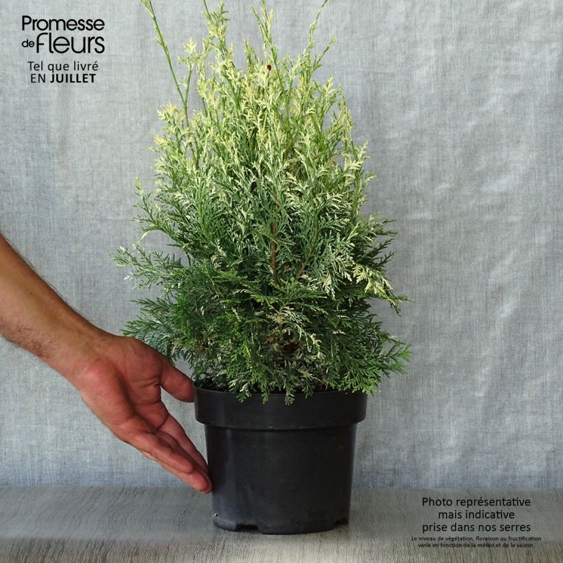 Exemplar von Chamaecyparis lawsoniana Pearly Swirls Topf mit 2L/3L wie im Sommer geliefert