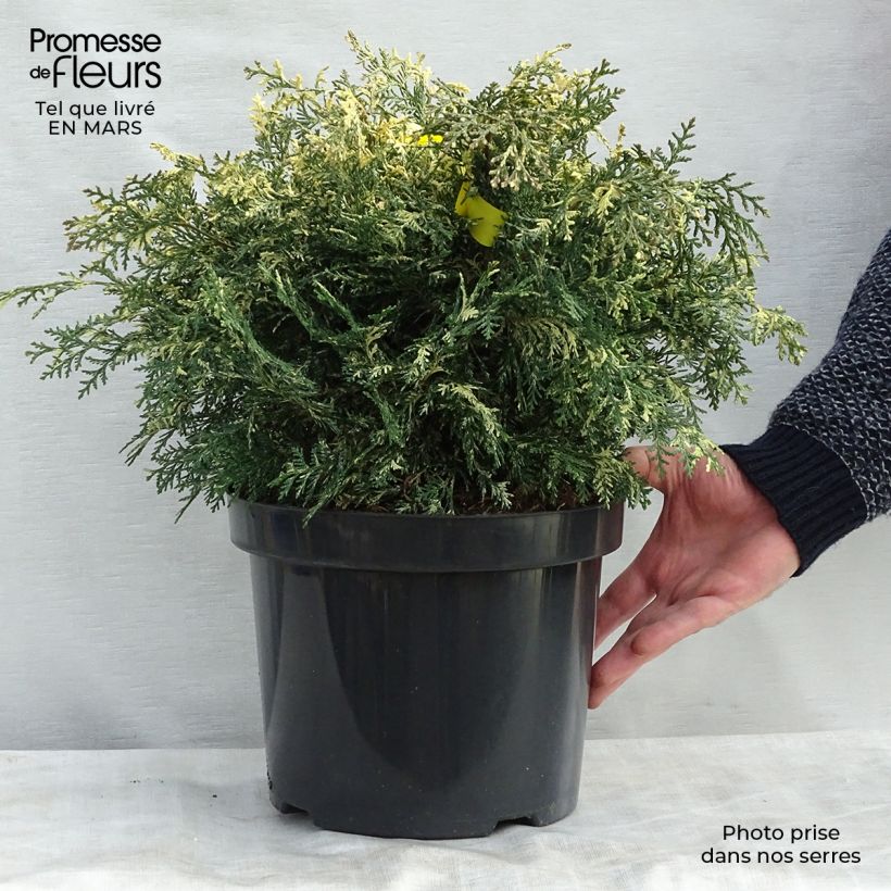 Exemplar von Chamaecyparis lawsoniana Pearly Swirls Topf mit 7,5L/10L wie im Winter geliefert