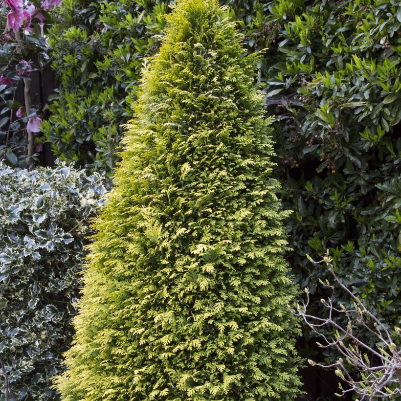 Chamaecyparis lawsoniana Stardust (Hafen)