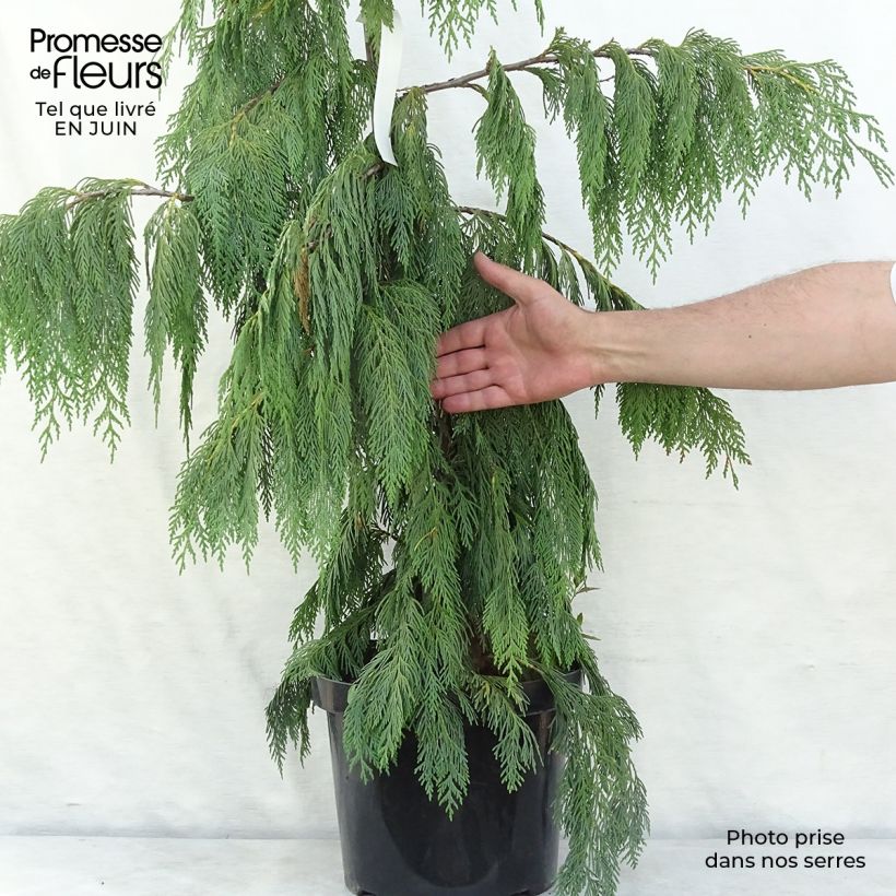 Exemplar von Chamaecyparis nootkatensis Pendula Topf mit 7,5L/10L wie im Sommer geliefert