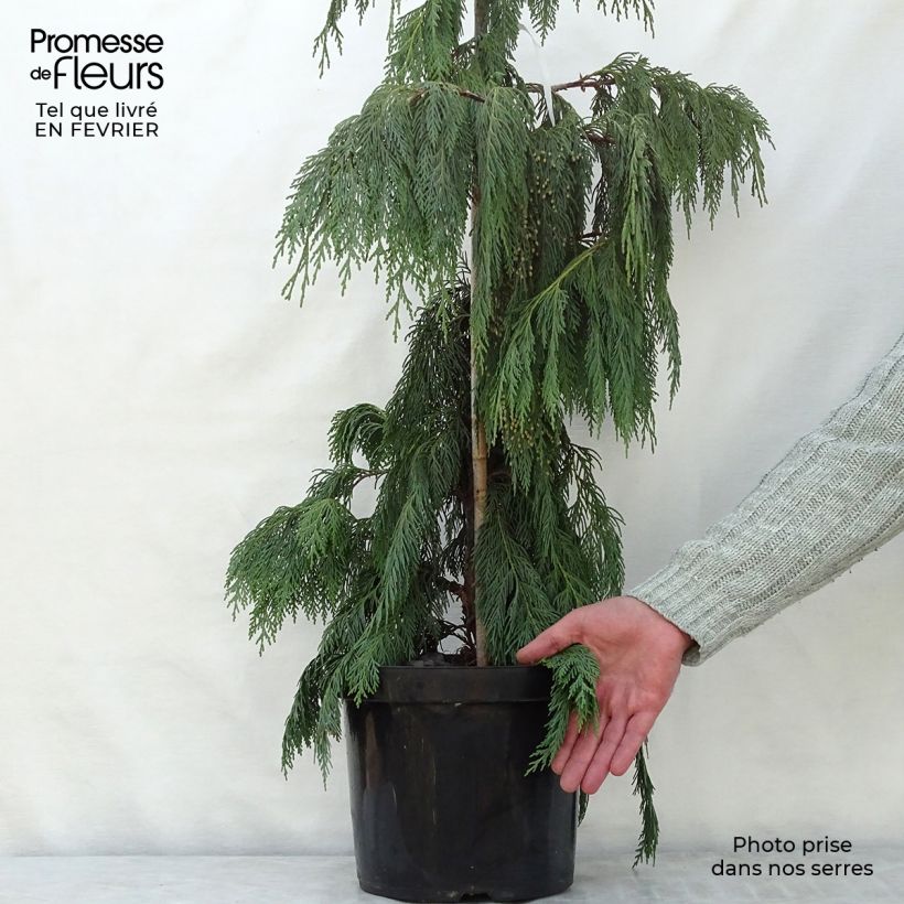 Exemplar von Chamaecyparis nootkatensis Pendula Topf mit 7,5L/10L wie im Winter geliefert