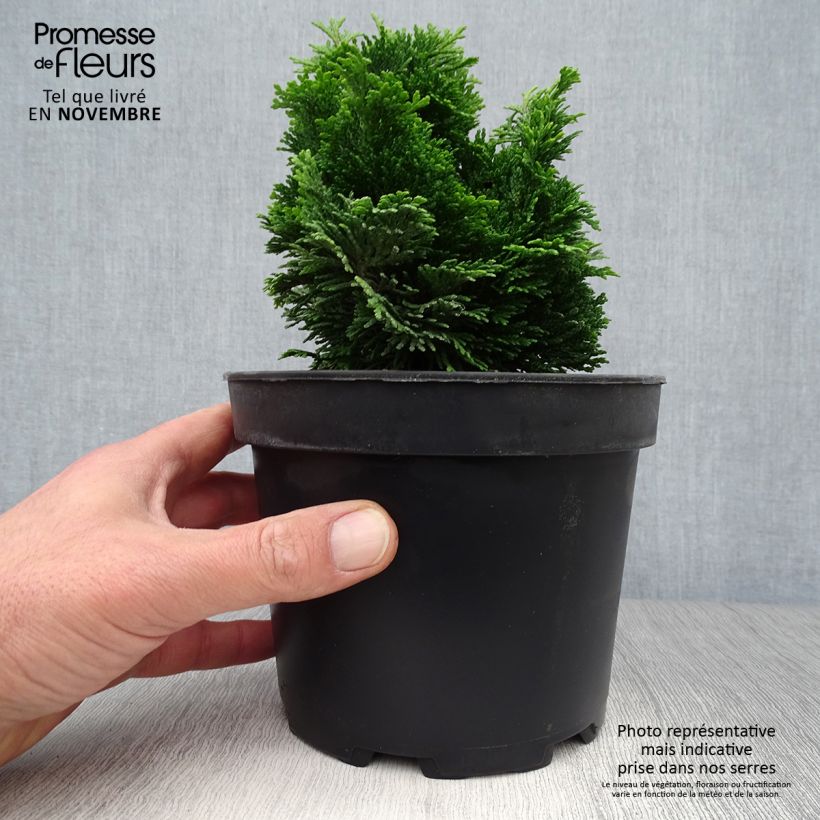 Exemplar von Chamaecyparis obtusa Aurora Topf mit 2L/3L wie im Herbst geliefert