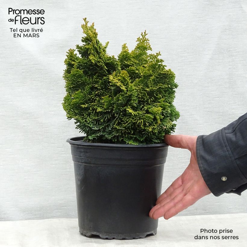 Exemplar von Chamaecyparis obtusa Aurora Topf mit 4L/5L wie im Frühjahr geliefert