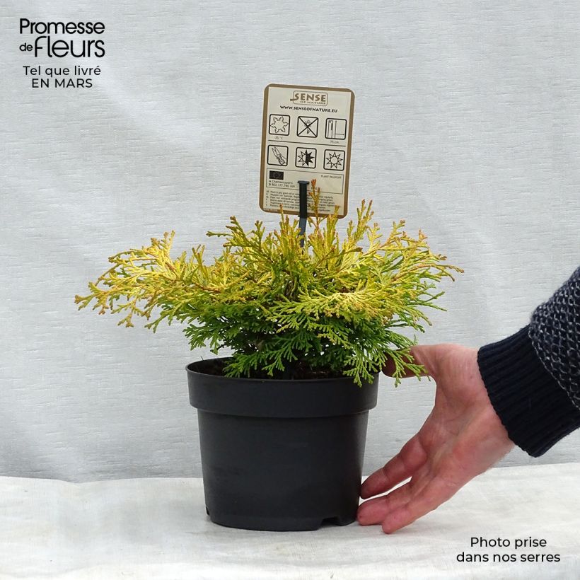 Exemplar von Chamaecyparis obtusa Kamarachiba Topf mit 2L/3L wie im Frühjahr geliefert