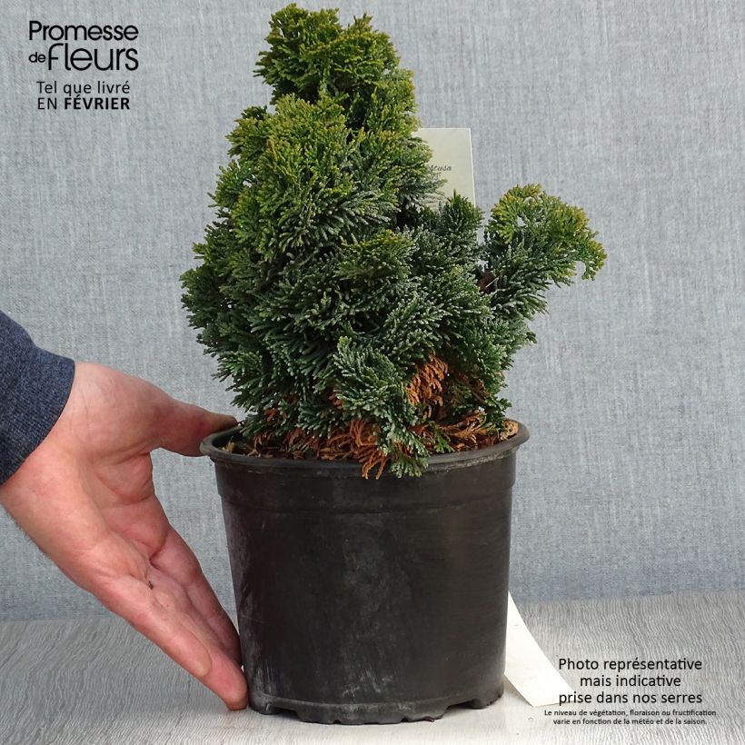 Exemplar von Chamaecyparis obtusa Nana Gracilis Topf mit 2L/3L wie im Winter geliefert