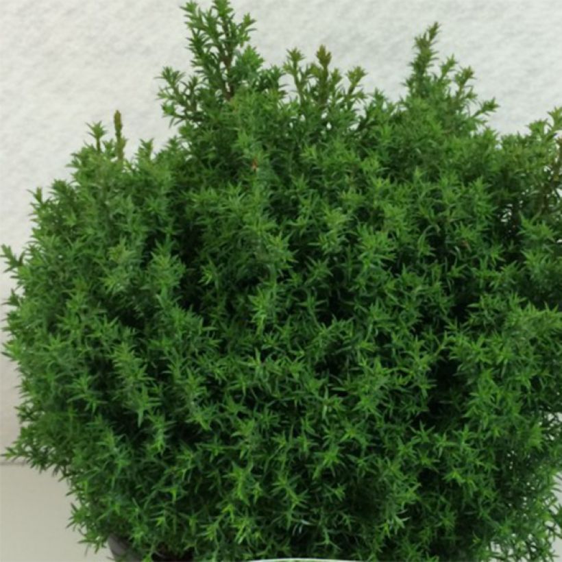 Chamaecyparis obtusa Wissel (Hafen)