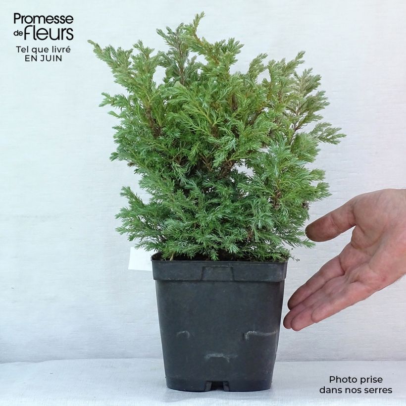 Exemplar von Chamaecyparis pisifera Boulevard Topf mit 2L/3L wie im Sommer geliefert