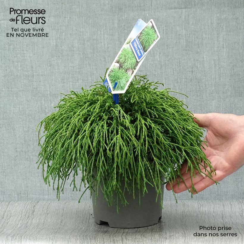 Exemplar von Chamaecyparis pisifera Filifera Nana Topf mit 2L/3L wie im Herbst geliefert