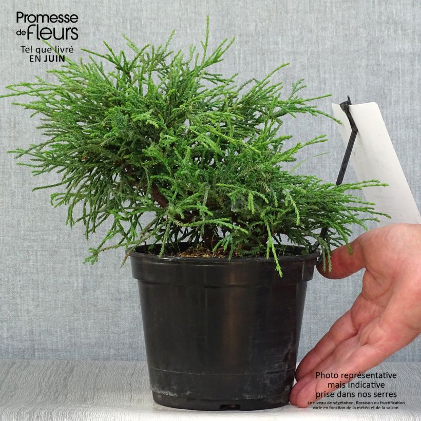 Exemplar von Chamaecyparis pisifera Filifera Nana Topf mit 2L/3L wie im Sommer geliefert