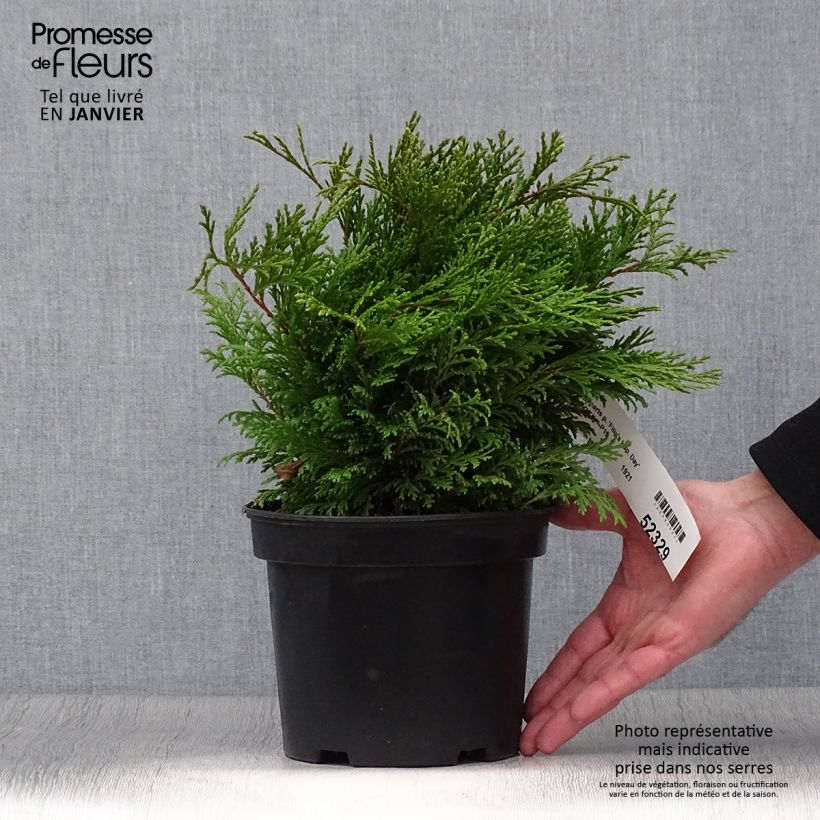 Exemplar&#x20;von&#x20;Chamaecyparis&#x20;pisifera&#x20;Filip&#x27;s&#x20;Happy&#x20;Day&#x20;Topf&#x20;mit&#x20;2L&#x2F;3L&#x20;wie&#x20;im&#x20;Winter&#x20;geliefert