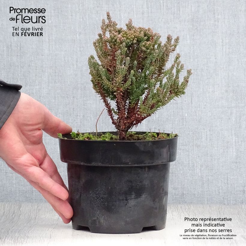Exemplar von Chamaecyparis thyoides Blue Rock Topf mit 2L/3L wie im Winter geliefert