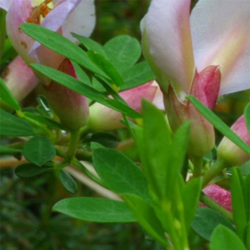 Chamaecytisus purpureus - Purpurroter Geißklee (Laub)