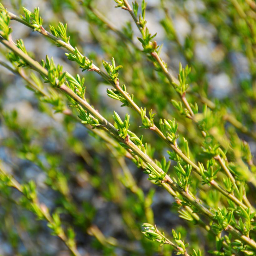 Chamaecytisus purpureus - Purpurroter Geißklee (Laub)