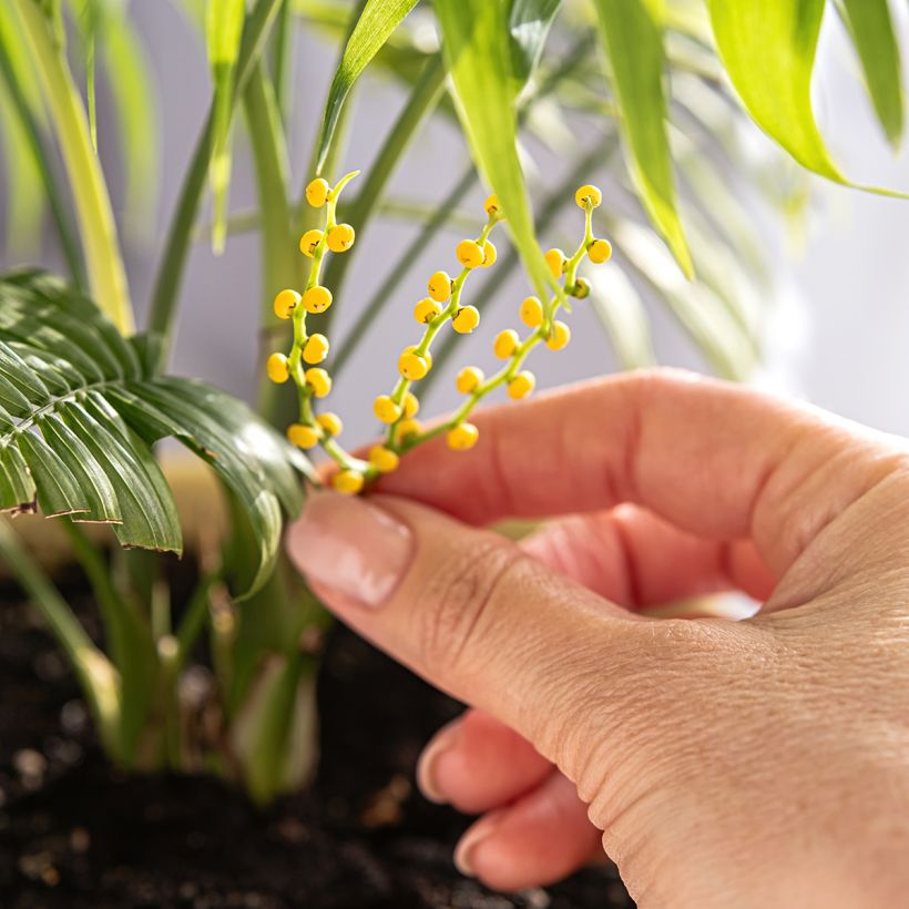 Chamaedorea elegans - Bergpalme (Blüte)