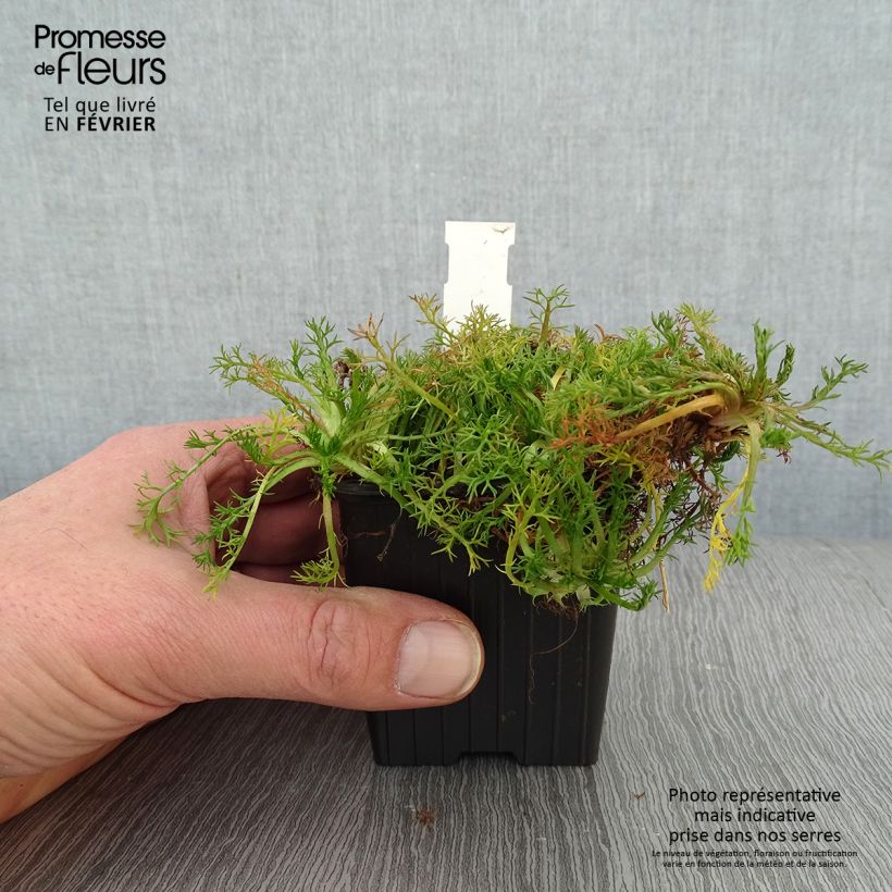 Exemplar von Chamaemelum nobile Flore Pleno - Römische Hundskamille Kleine Töpfe von 8/9 cm wie im Winter geliefert