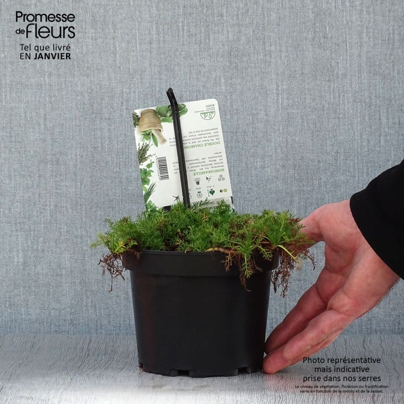 Exemplar von Chamaemelum nobile Flore Pleno - Römische Hundskamille Topf mit 1,5L/2L wie im Winter geliefert