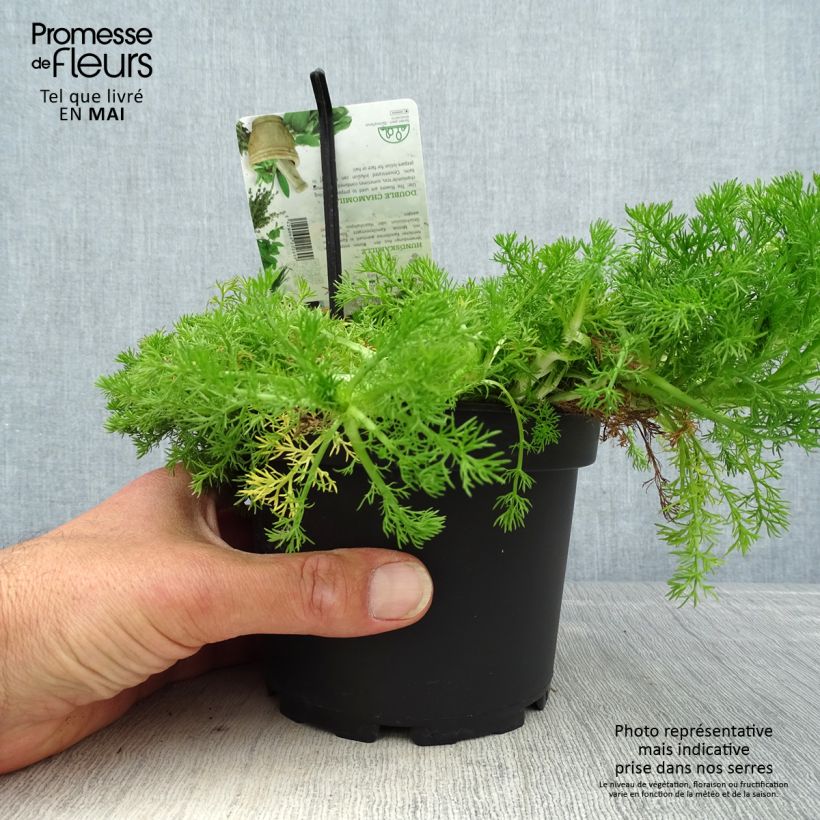 Exemplar von Chamaemelum nobile Flore Pleno - Römische Hundskamille Topf mit 1,5L/2L wie im Frühjahr geliefert