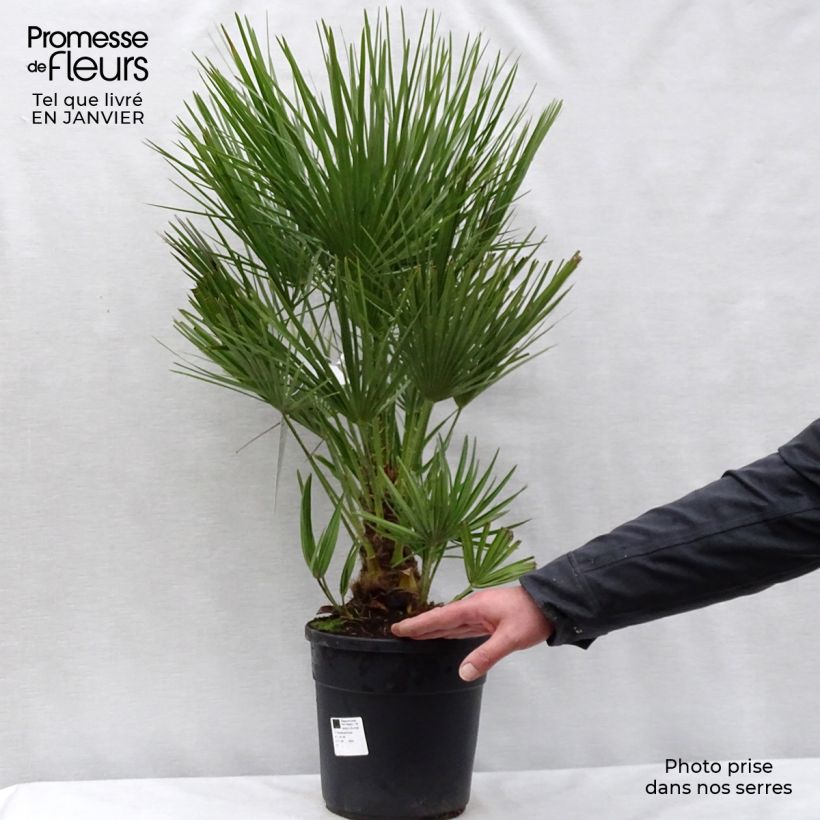 Exemplar von Chamaerops humilis - Zwergpalme Topf mit 6L/7L wie im Winter geliefert