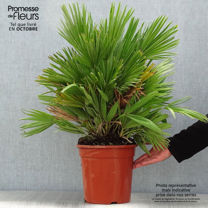 Exemplar von Chamaerops humilis Compacta - Zwergpalme Topf mit 6L/7L wie im Herbst geliefert
