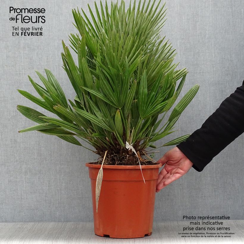 Exemplar von Chamaerops humilis Compacta - Zwergpalme Topf mit 6L/7L wie im Winter geliefert